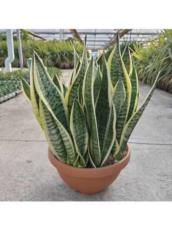 SANSEVIERIA FUTURA TÁL