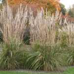 Saccharum ravennae (Elefántfű)