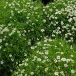 Sagina subulata (Szálkás zöldhúr)