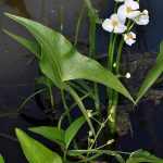 Sagittaria latifolia