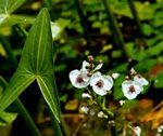Sagittaria sagitifolia - Közönséges nyílfű kerti tavi növény