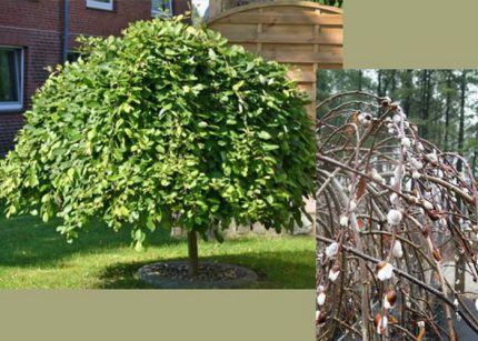 Salix caprea 'Pendula'  Csüngő barkafűz