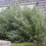 Salix eleagnos 'Angustifolia' - Keskenylevelű fűz