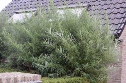 Salix eleagnos 'Angustifolia' - Keskenylevelű fűz