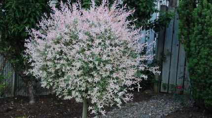 Salix integra 'Hakuro- Nishiki' - Tarka levelű japán fűz