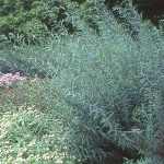 Salix purpurea 'Nana' - Törpe csigolyafűz