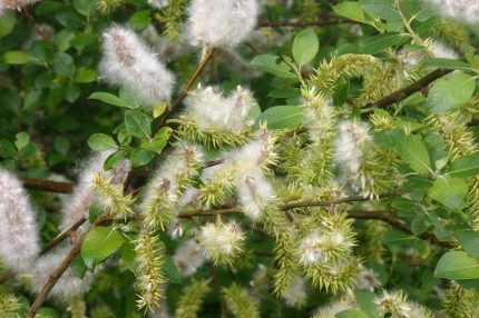Salix repens nitida - Kúszó fűz