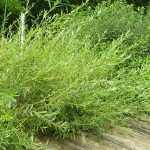 Salix rosmarinifolia - Serevényfűz