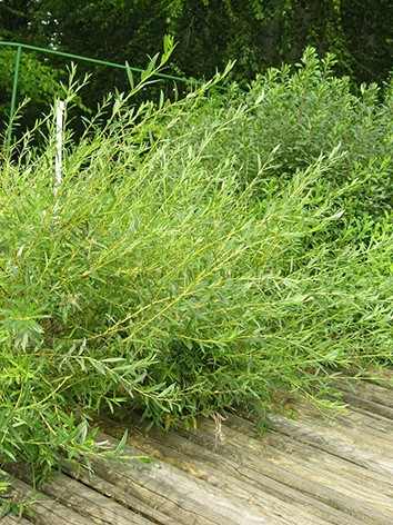 Salix rosmarinifolia - Serevényfűz