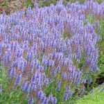Salvia nemorosa 'Blauhügel' (Ligeti zsálya)