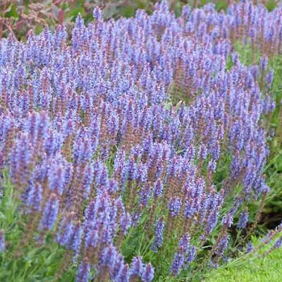 Salvia nemorosa 'Blauhügel' (Ligeti zsálya)
