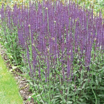 Salvia nemorosa 'Caradonna Compact' (Ligeti zsálya)