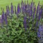 Salvia nemorosa 'Caradonna' (Ligeti zsálya)