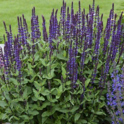 Salvia nemorosa 'Caradonna' (Ligeti zsálya)
