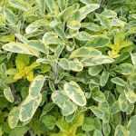 Salvia officinalis Aurea