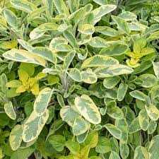 Salvia officinalis Aurea