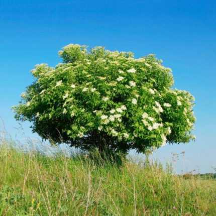 Sambucus nigra - Fekete bodza