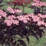 Sambucus nigra 'Black Beauty'® - Bordó lombú bodza