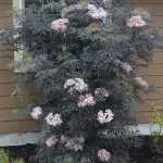 Sambucus nigra 'Black Lace' - Bordó lombú bodza