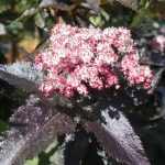 Sambucus nigra 'Black Tower' -