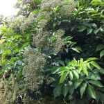 Sambucus nigra 'Haidegg 17' -