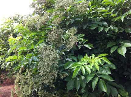 Sambucus nigra 'Haidegg 17' -