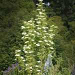 Sambucus nigra 'Obelisk'® - Oszlopos fekete bodza