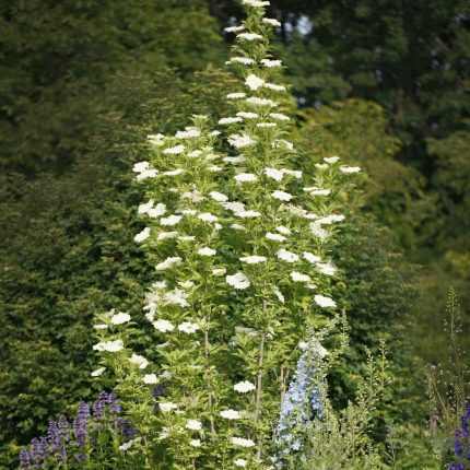 Sambucus nigra 'Obelisk'® - Oszlopos fekete bodza