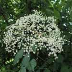 Sambucus nigra 'Sampo' -