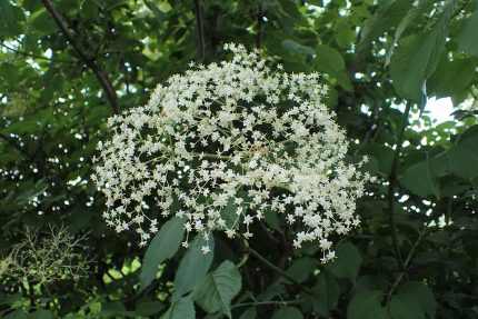 Sambucus nigra 'Sampo' -