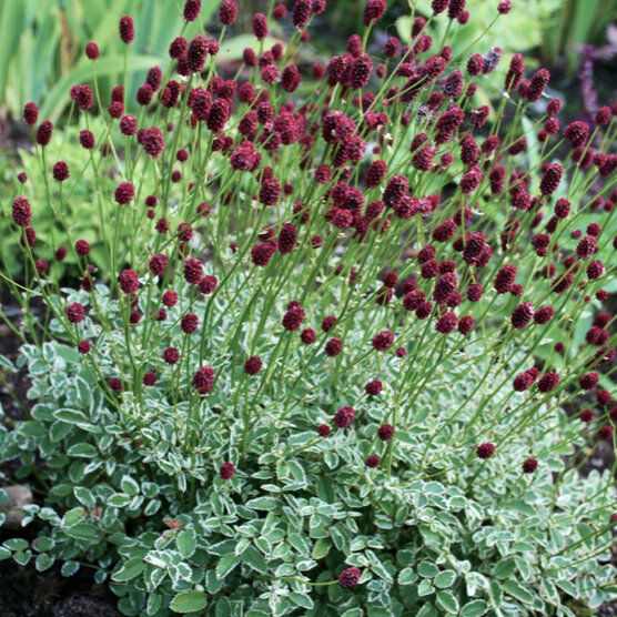 Sanguisorba minor 'Little Angel' (Kis vérfű)