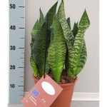 Sansevieria BLACK CORAL