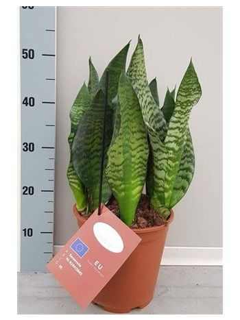 Sansevieria BLACK CORAL