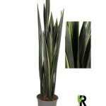 Sansevieria BLACK GOLDEN