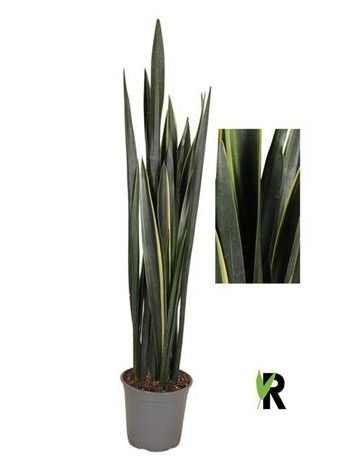 Sansevieria BLACK GOLDEN