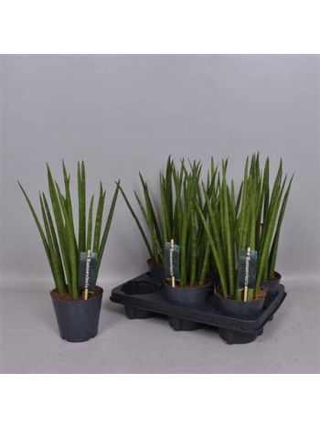 Sansevieria CY EGYENES