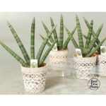 Sansevieria CY HANDSHAKE KASPÓS