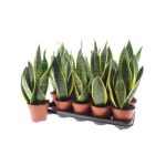 Sansevieria FUTURA SUPERB