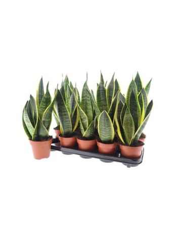 Sansevieria FUTURA SUPERB