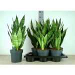 Sansevieria GOLDEN EDGE