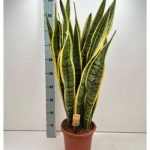 Sansevieria LAURENTII