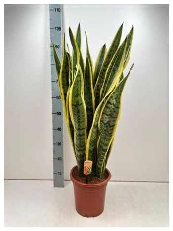 Sansevieria LAURENTII
