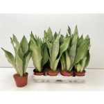 Sansevieria MOONSHINE