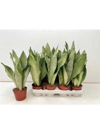 Sansevieria MOONSHINE
