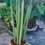 Sansevieria cylindrica – Hengeres szanszeviéria (egyenes)