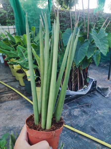 Sansevieria cylindrica – Hengeres szanszeviéria (egyenes)