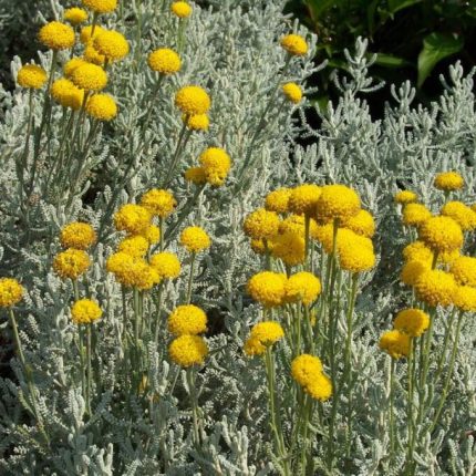 Santolina chamaecyparissus (Hamvas cipruska)