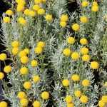 Santolina chamaecyparissus 'Lambrook Silver' -