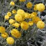 Santolina chamaerypacissus - Hamvas cipruska