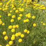 Santolina rosmarinifolia -